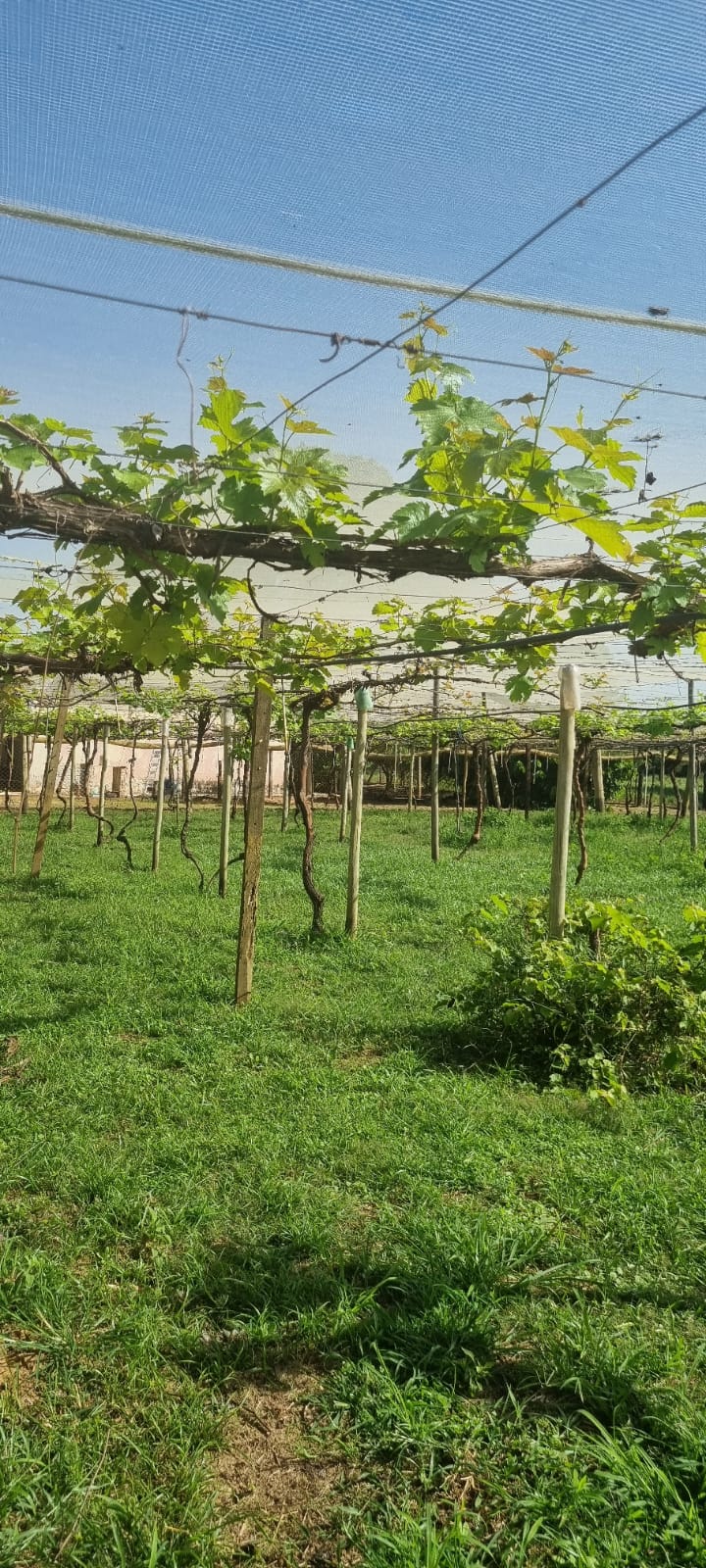 Imagem do WhatsApp de 2023-05-05 à(s) 13.07.30.jpg