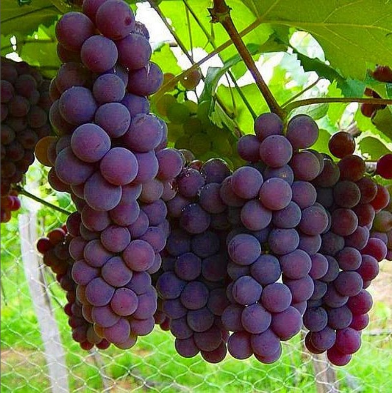 Captura da Web_14-10-2022_145534_www.instagram.com.jpeg